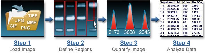 Electrophoresis Software Steps