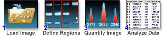 Gel Analysis Steps