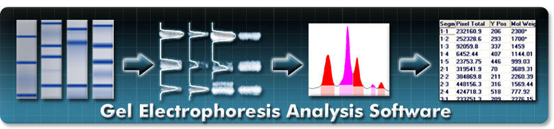 Gel Electrophoresis Analysis
