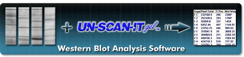 Western Blot Analysis