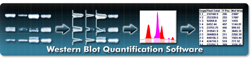 Western Blot Quantification