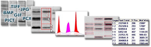 Western Blot Analysis Steps