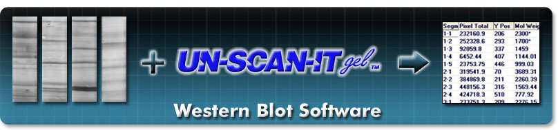 Western Blot Analysis Steps